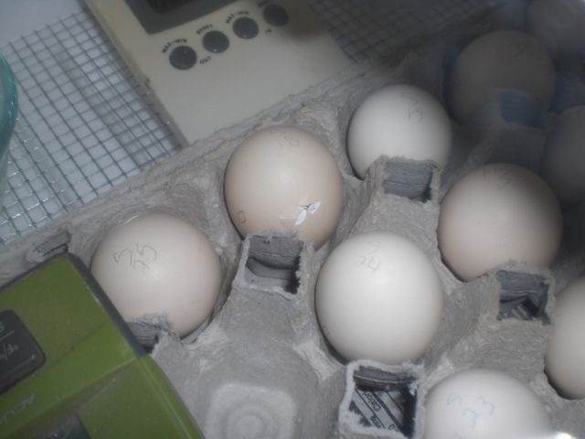CIMG3662_zps6e8d67d9.jpg