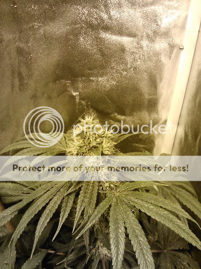 IMG037_zps3d8a6b41.jpg