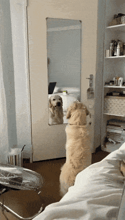 gifs_20.gif