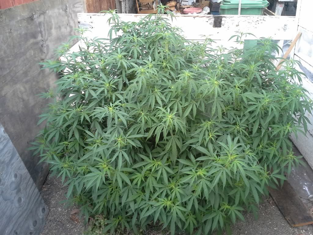 20130729_090946.jpg