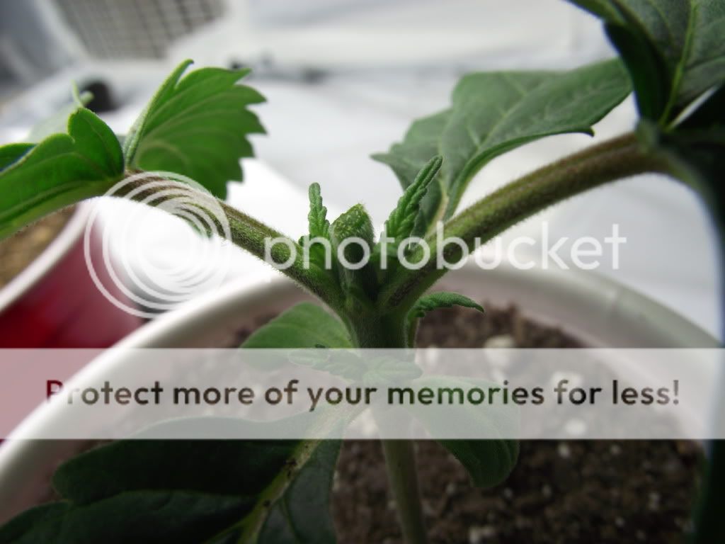 DSCF2218.jpg