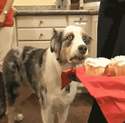 DogStareCupcakesGIF.gif