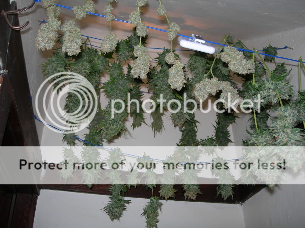 DSCN8528.jpg
