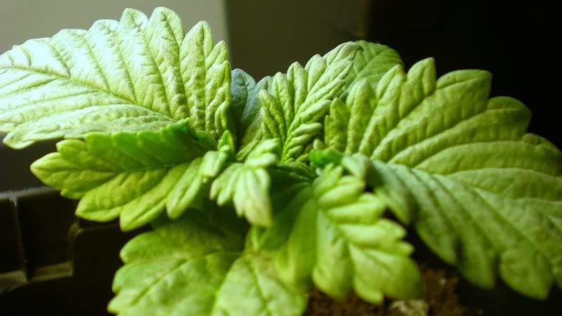 Plant1-14-August21st.jpg