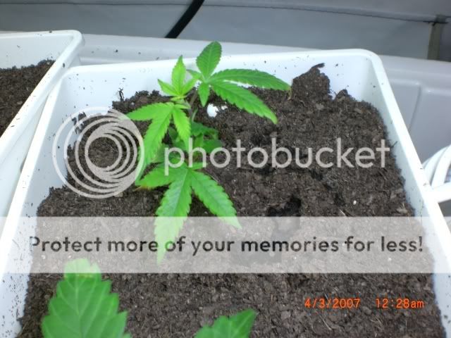 plant1day4.jpg