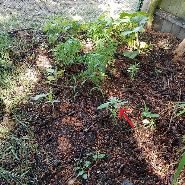 seedling4.jpg