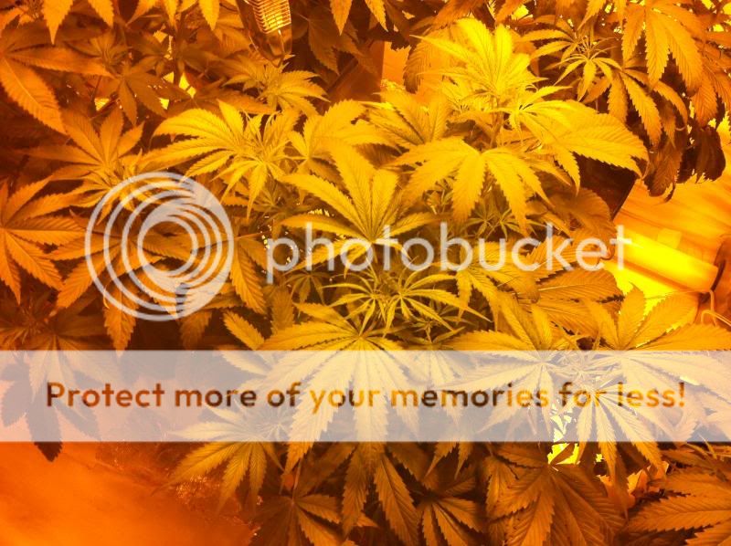 plant3hps.jpg