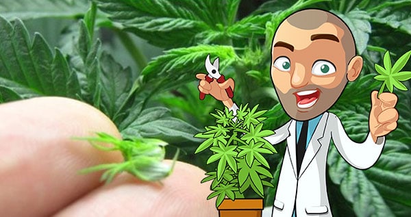 www.ilovegrowingmarijuana.com
