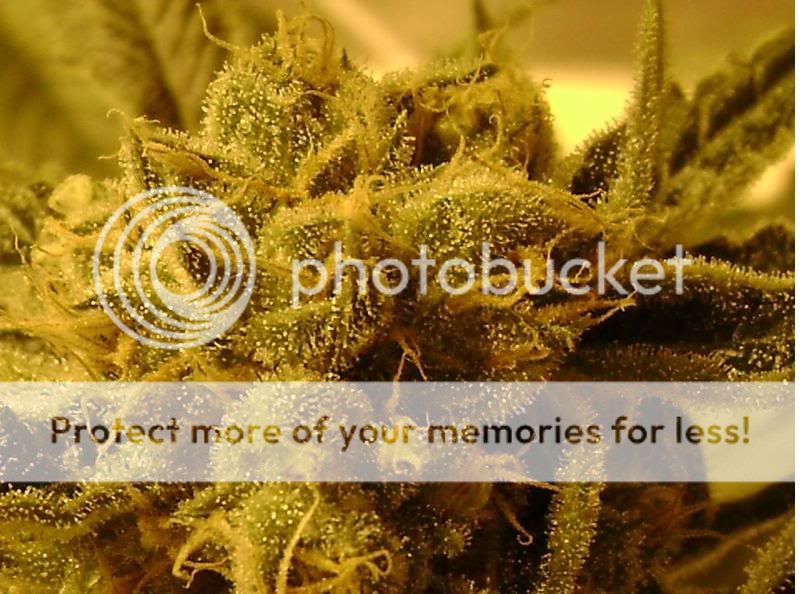 OGKUSHZOOM1-2.jpg
