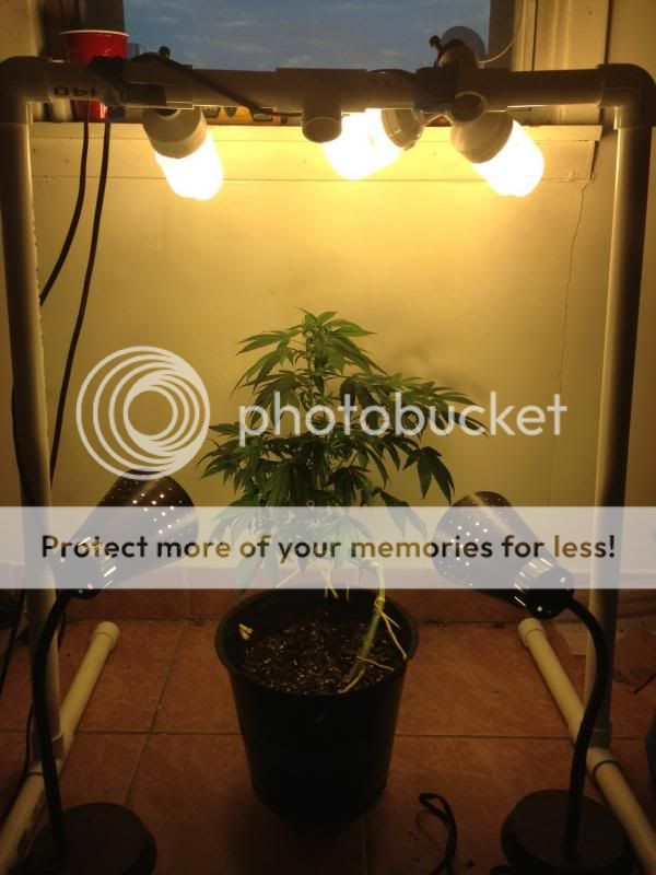 photodgksjklgdjsl_zps845bdb38.jpg