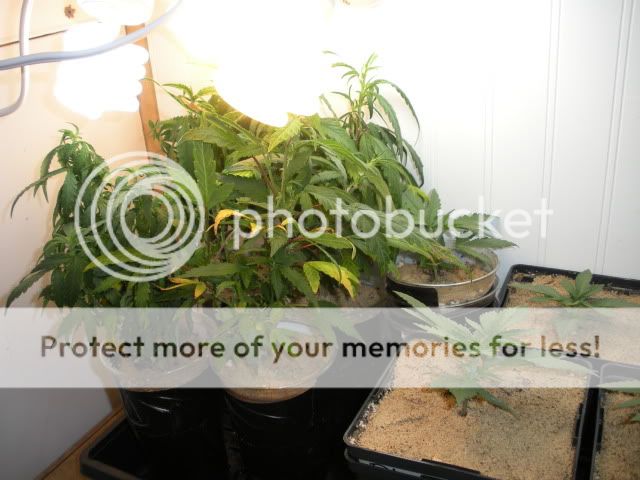 DSCN1595.jpg