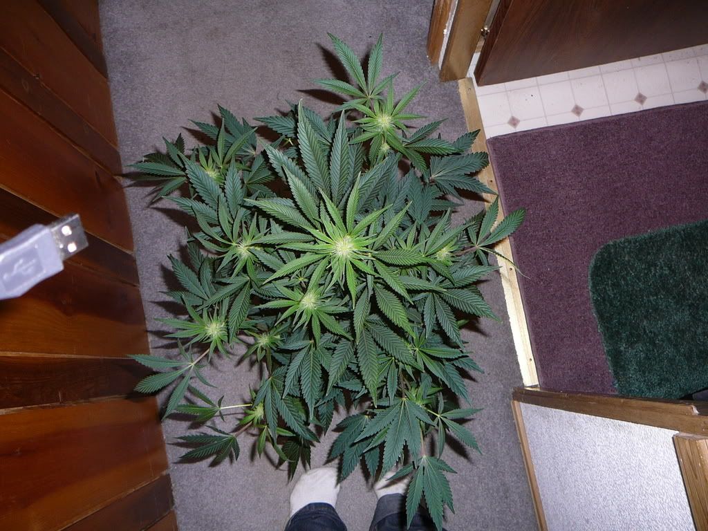 P1020196.jpg