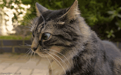 gifs_05.gif