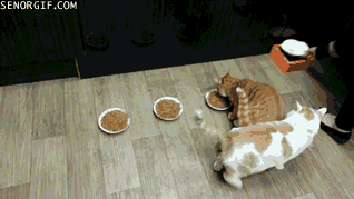 gifs_10.gif