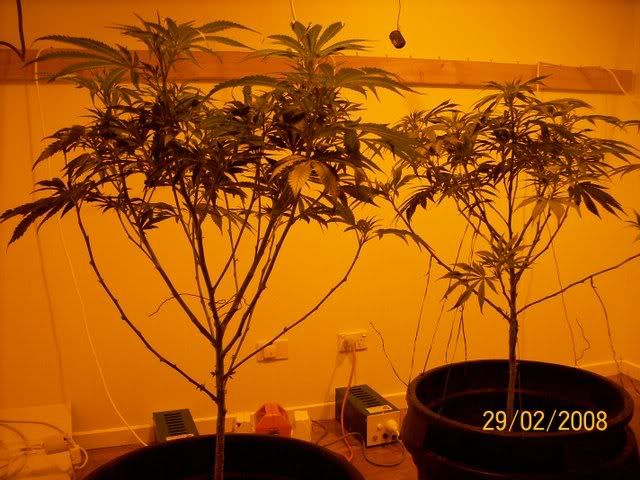 Plants079.jpg