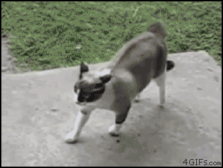 gifs_07.gif