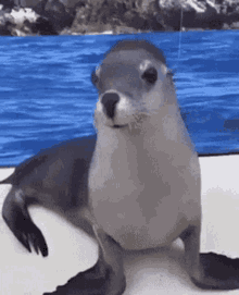 Seal Seal GIFs | Tenor