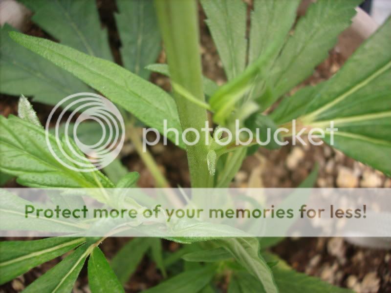 plants1675003.jpg