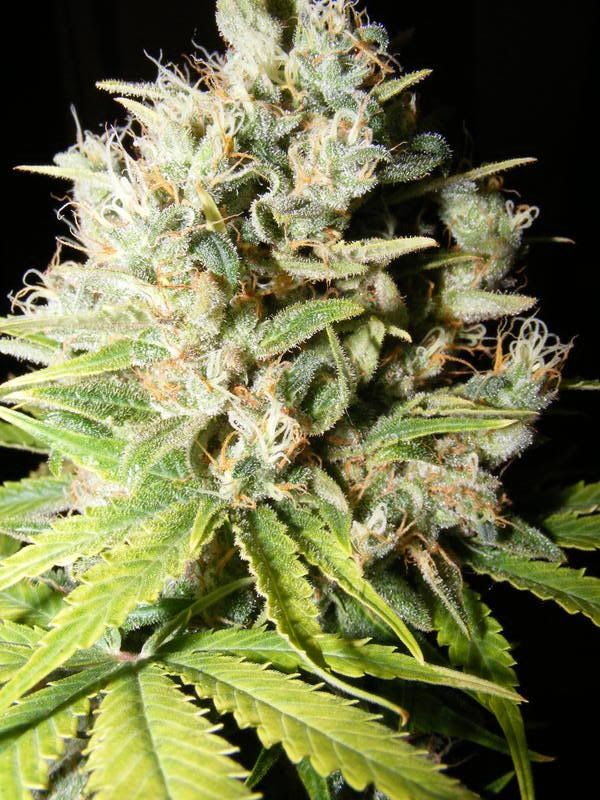 bellaharvest006.jpg