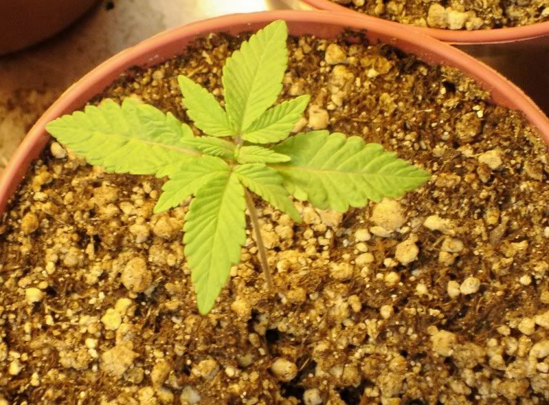 whitewidow-1.jpg