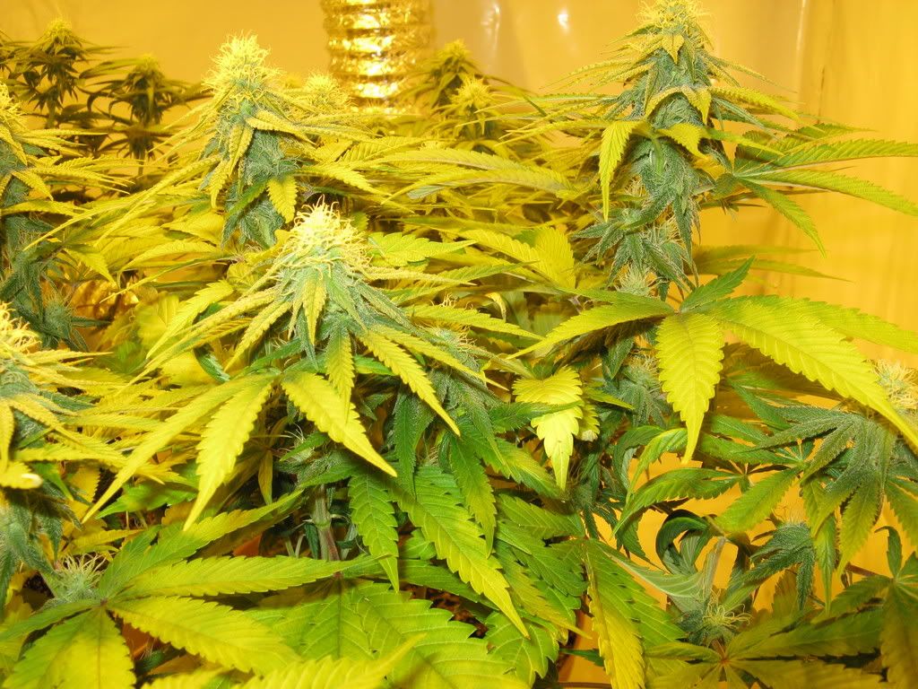clones010.jpg