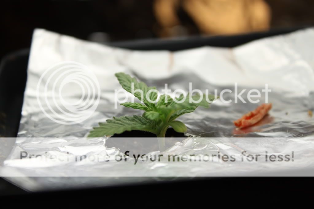Seed3Day10.jpg