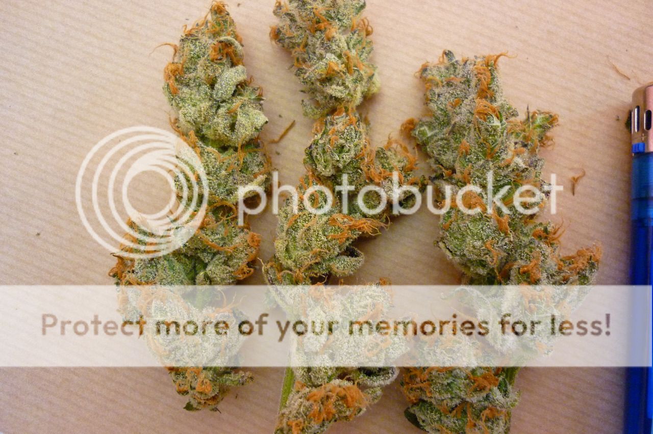 orangebud8.jpg