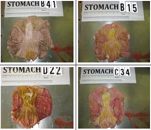 GMO-pig-intestines-300.jpg