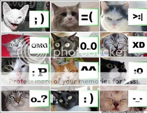 LOLCATS.jpg