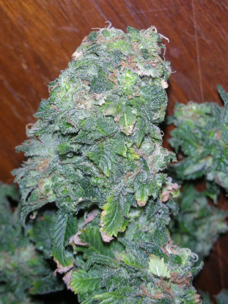 DSCN2460.jpg