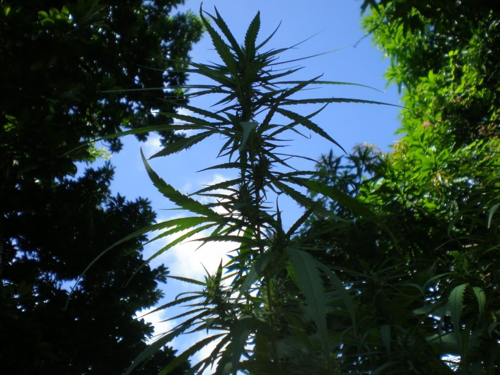 PA150035.jpg