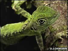_45468910_lizard226bbc.jpg