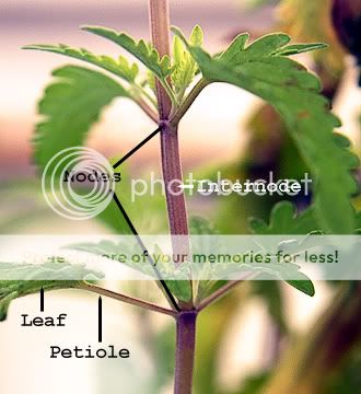 Plant_nodes_c.jpg