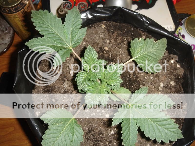 plants006-1.jpg