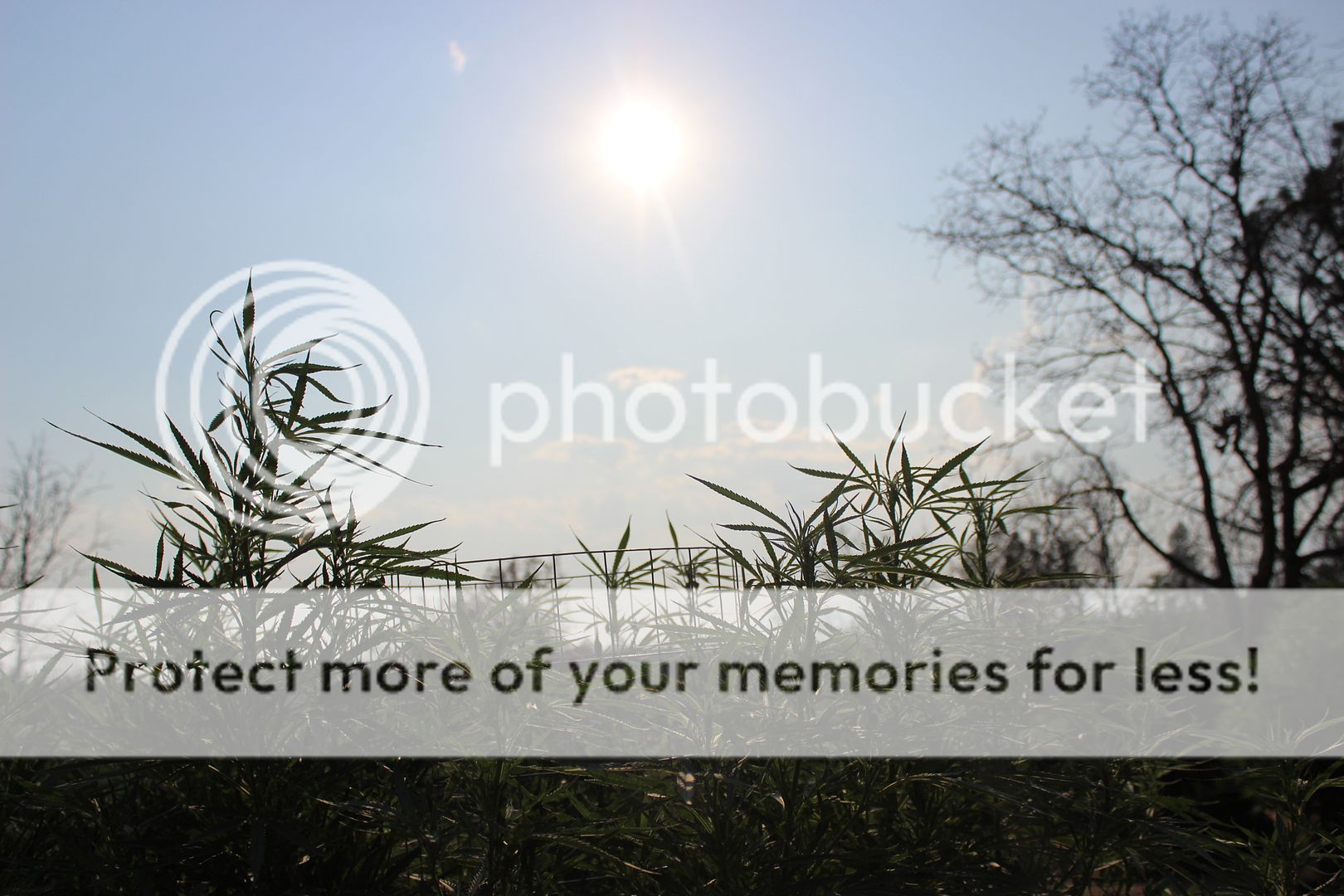 IMG_1212_zps86ed252d.jpg
