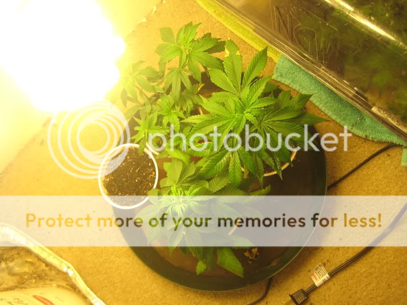 plants213.jpg