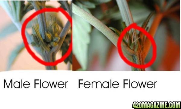 male-n-female_bigger.jpg