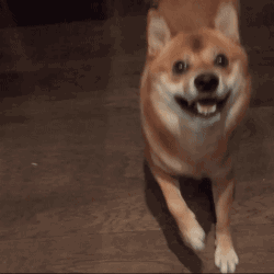 tumblr_o2yd6u5vR91s02vreo3_250.gif