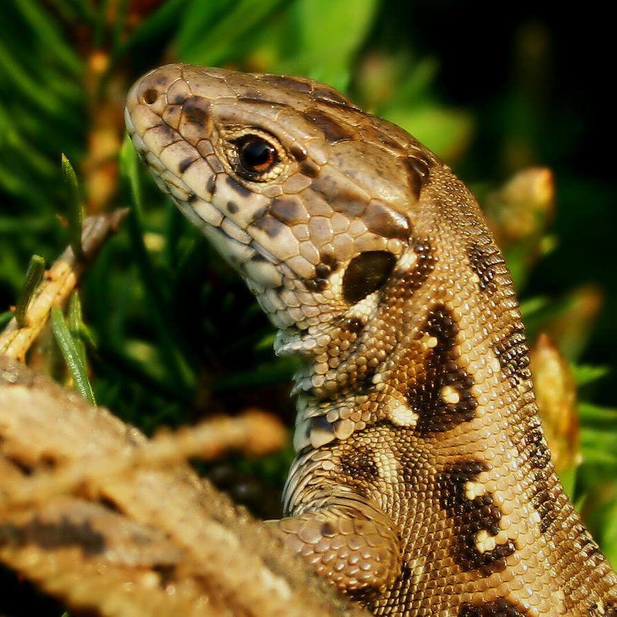 observing_lizard_by_svitakovaeva-d3eks53.jpg