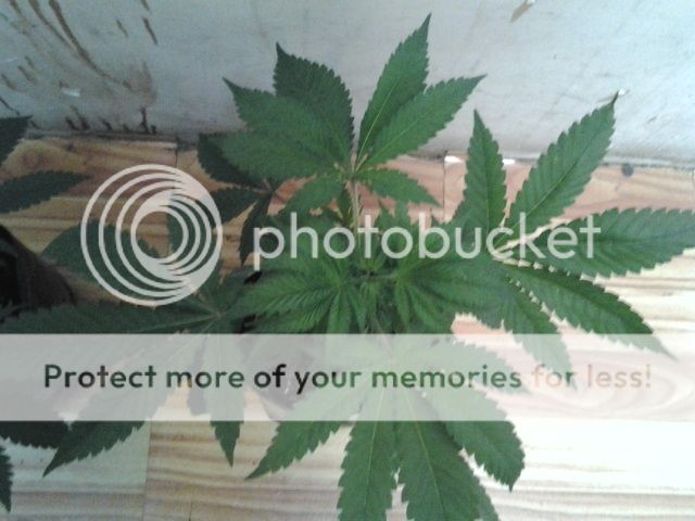 2013-05-04171630_zpsb620e9aa.jpg
