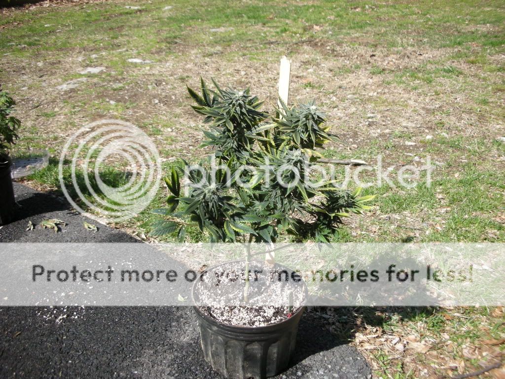DSCN2383.jpg