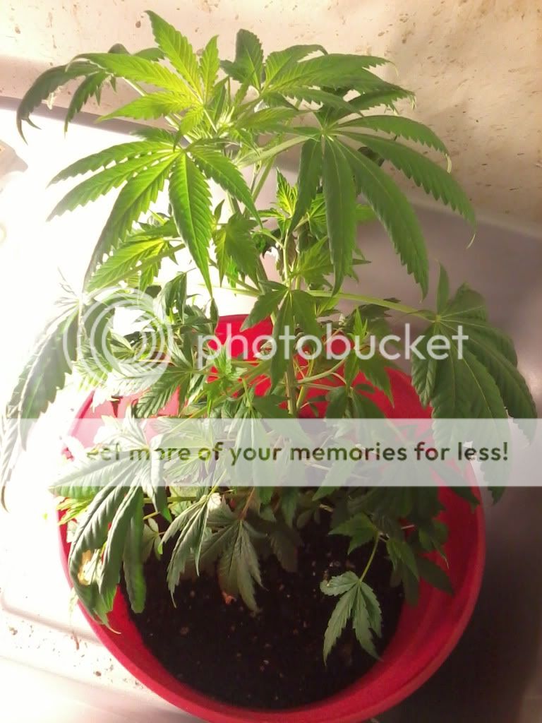 LisaWeek5Flower.jpg