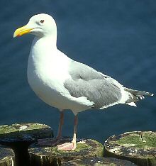 seagull.jpg