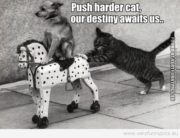 funny-picture-push-harder-cat.jpg