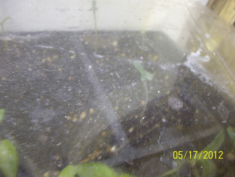 harvested018.jpg