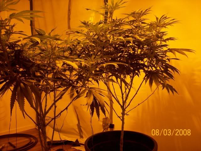 Plants100.jpg