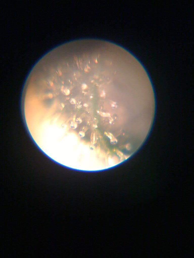 tricromes60x100x002.jpg