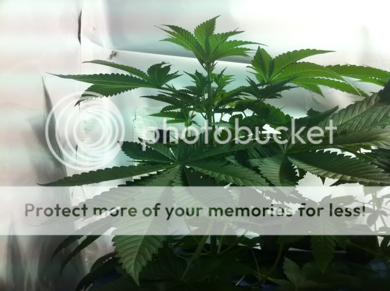 plant3side.jpg