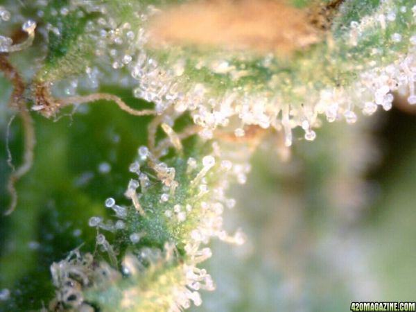 trichs_octubre152.jpg