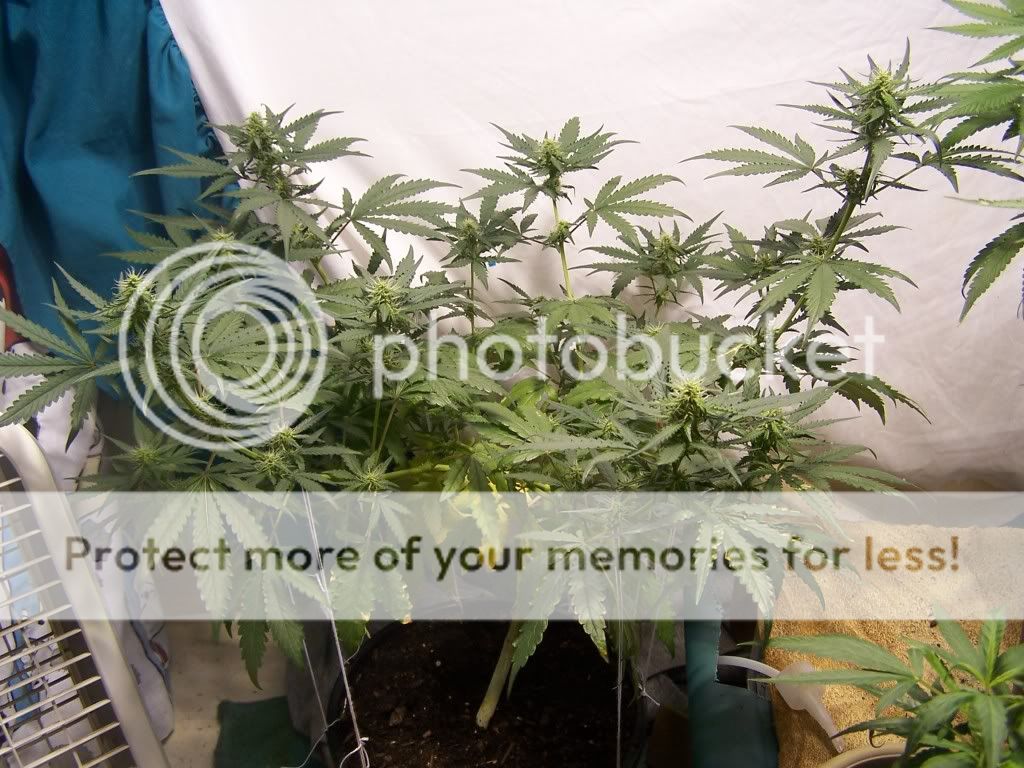 July21picsofcrop002.jpg